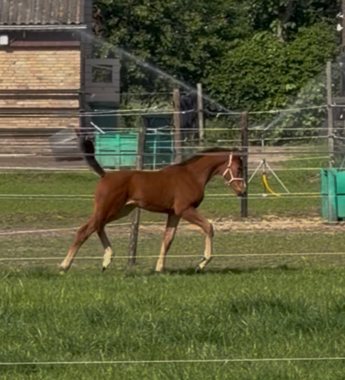 Kwpn merrie veulen van powerdale, Dieren en Toebehoren, Pony's, Met stamboom, Dressuurpony, 0 tot 2 jaar, Onbeleerd