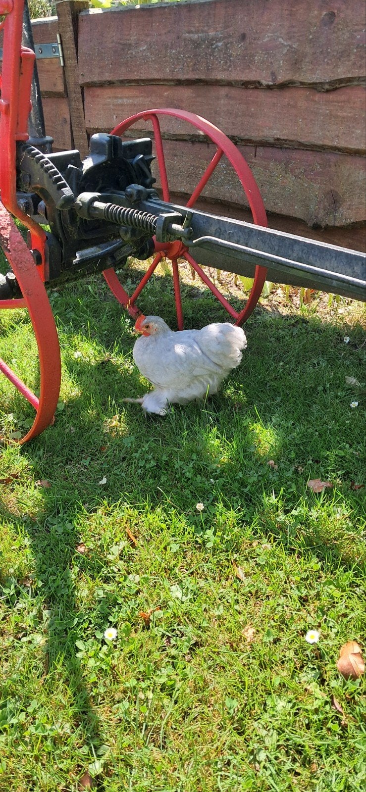 Cochin kriel haantje en hennetje, Dieren en Toebehoren, Meerdere dieren, Kip