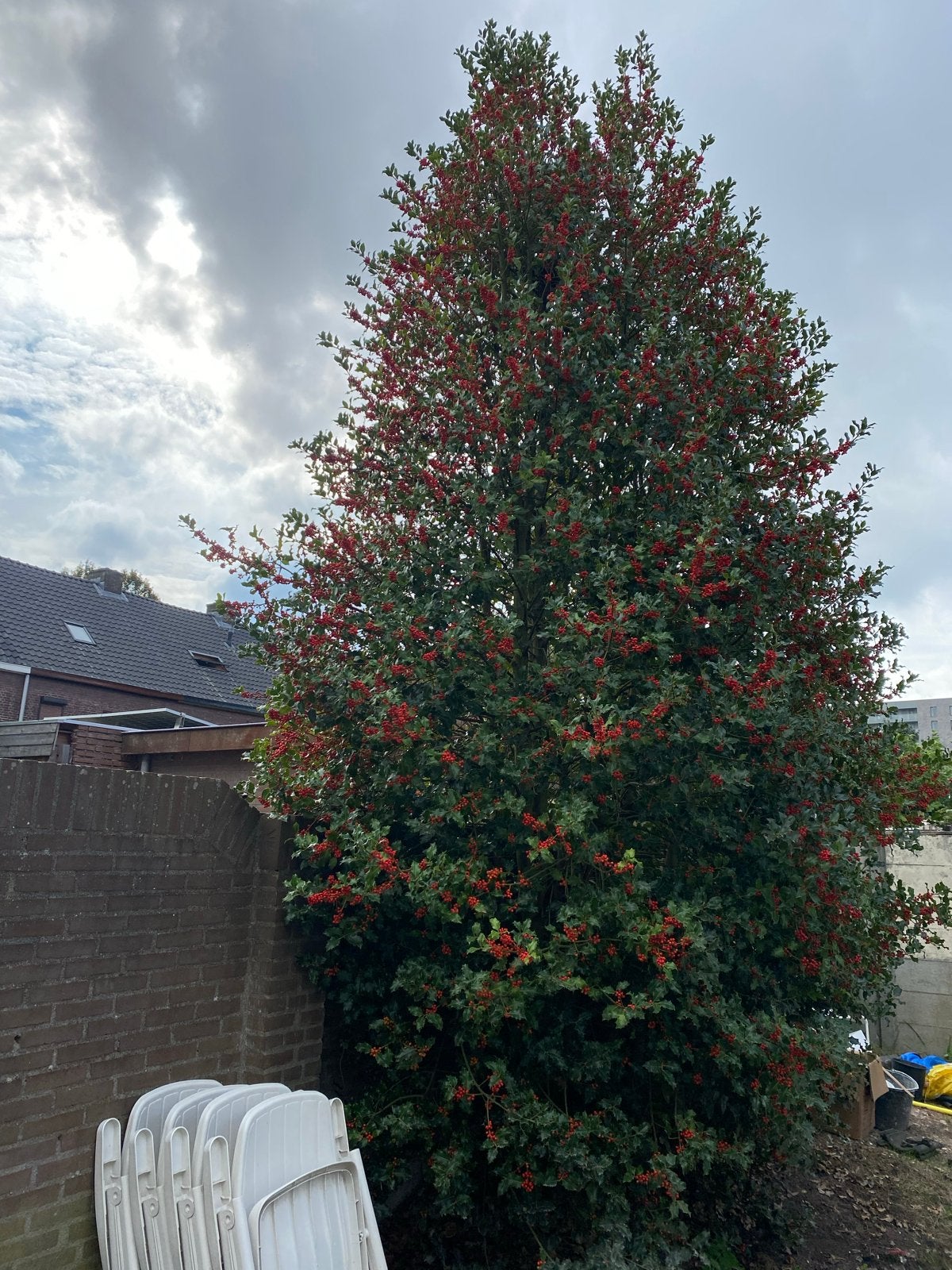 Grote hulst (boom) - zelf uitgraven, Tuin en Terras, Ophalen, Herfst, Halfschaduw, Overige soorten