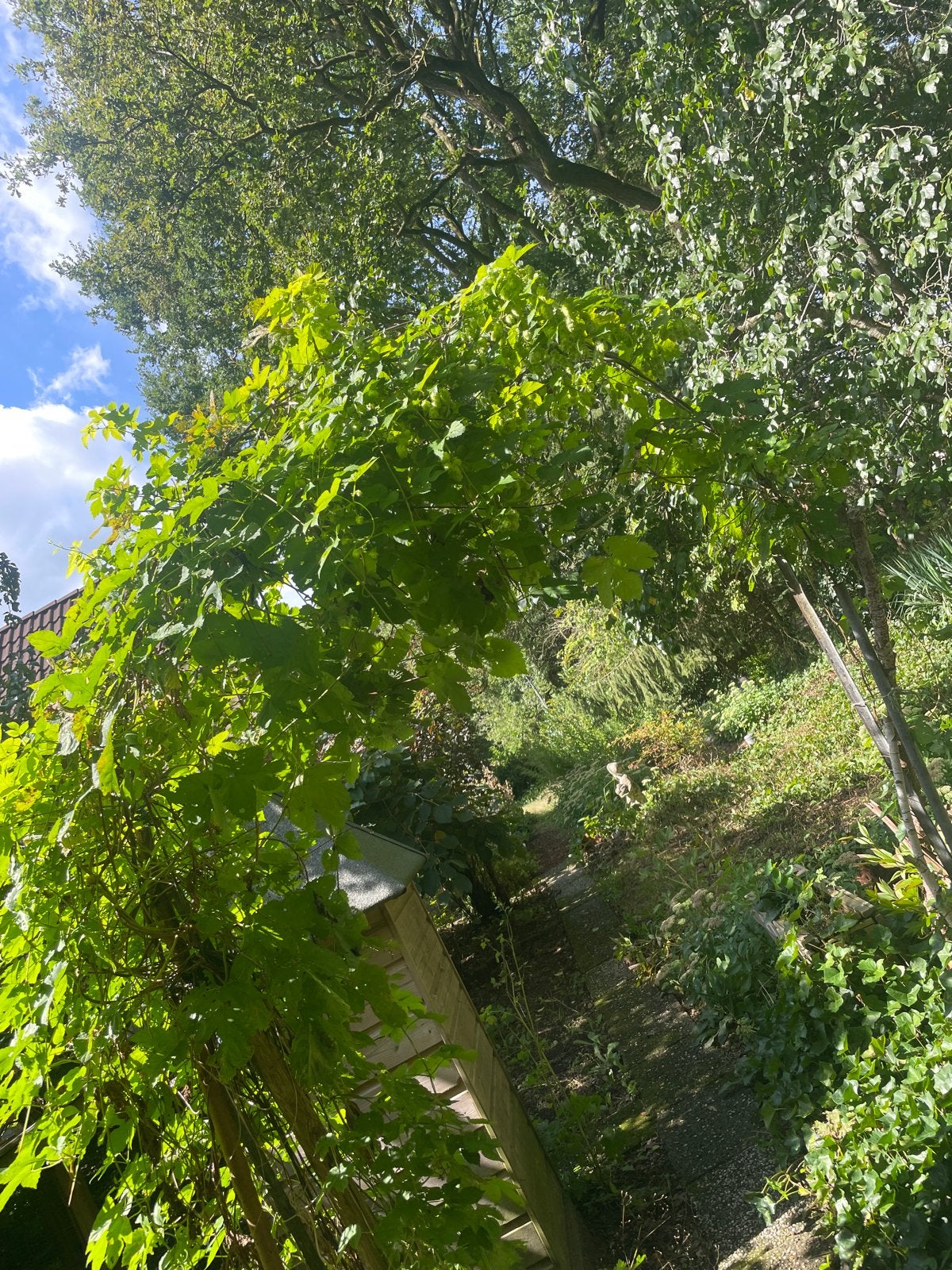 3 stekken Humulus Folies Aureomarginata, Volle zon, Vaste plant, Ophalen of Verzenden, Klimplanten