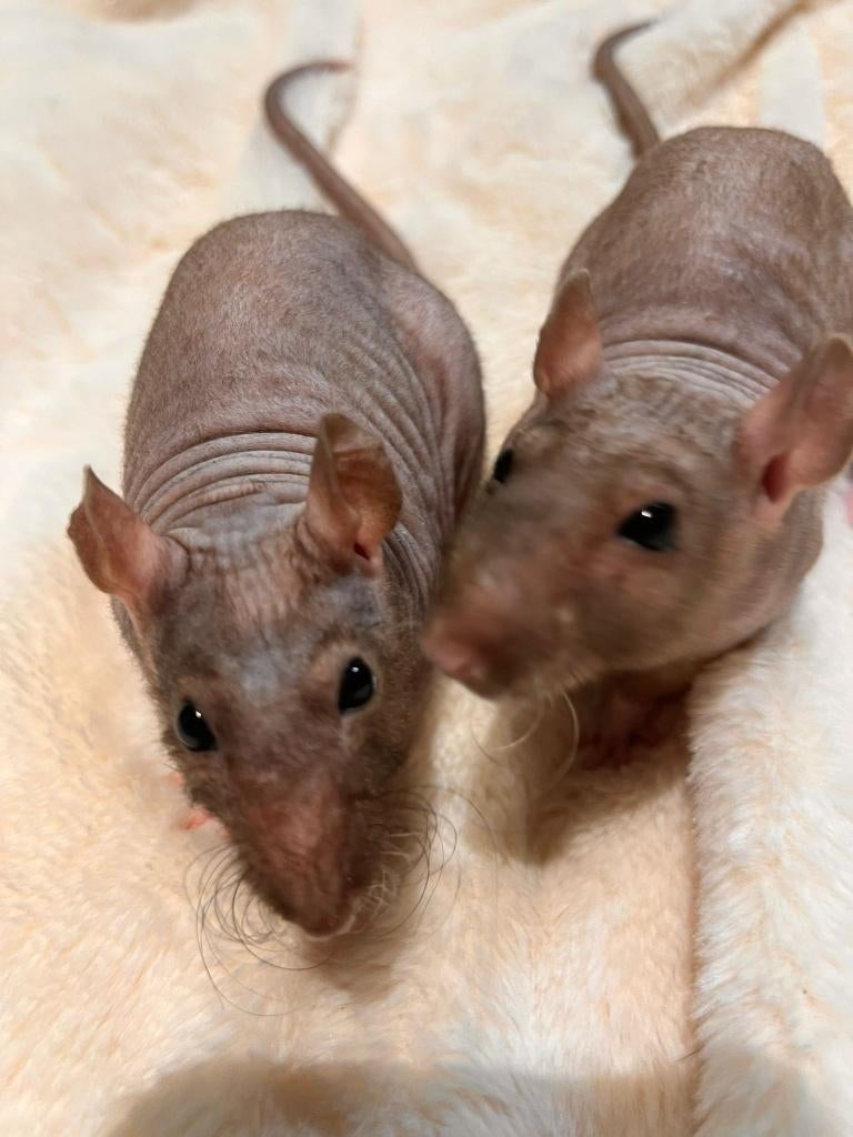 Half naakte ratjes, Dieren en Toebehoren, Knaagdieren, Rat, Vrouwelijk, November, Tam