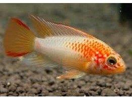 Apistogramma Viejita Gold paar - Koidream Valburg, Vis, Zoetwatervis