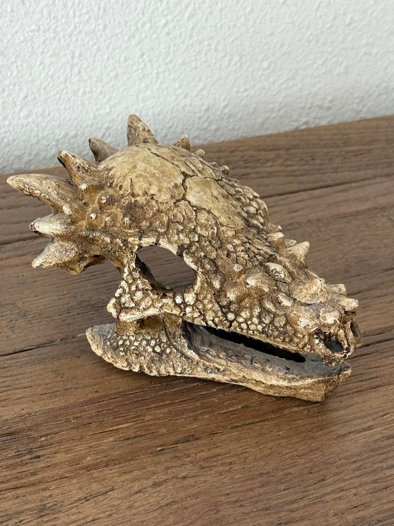 Dino dinosaurus schedel Pachycephalosaurus, Ophalen of Verzenden, Zo goed als nieuw