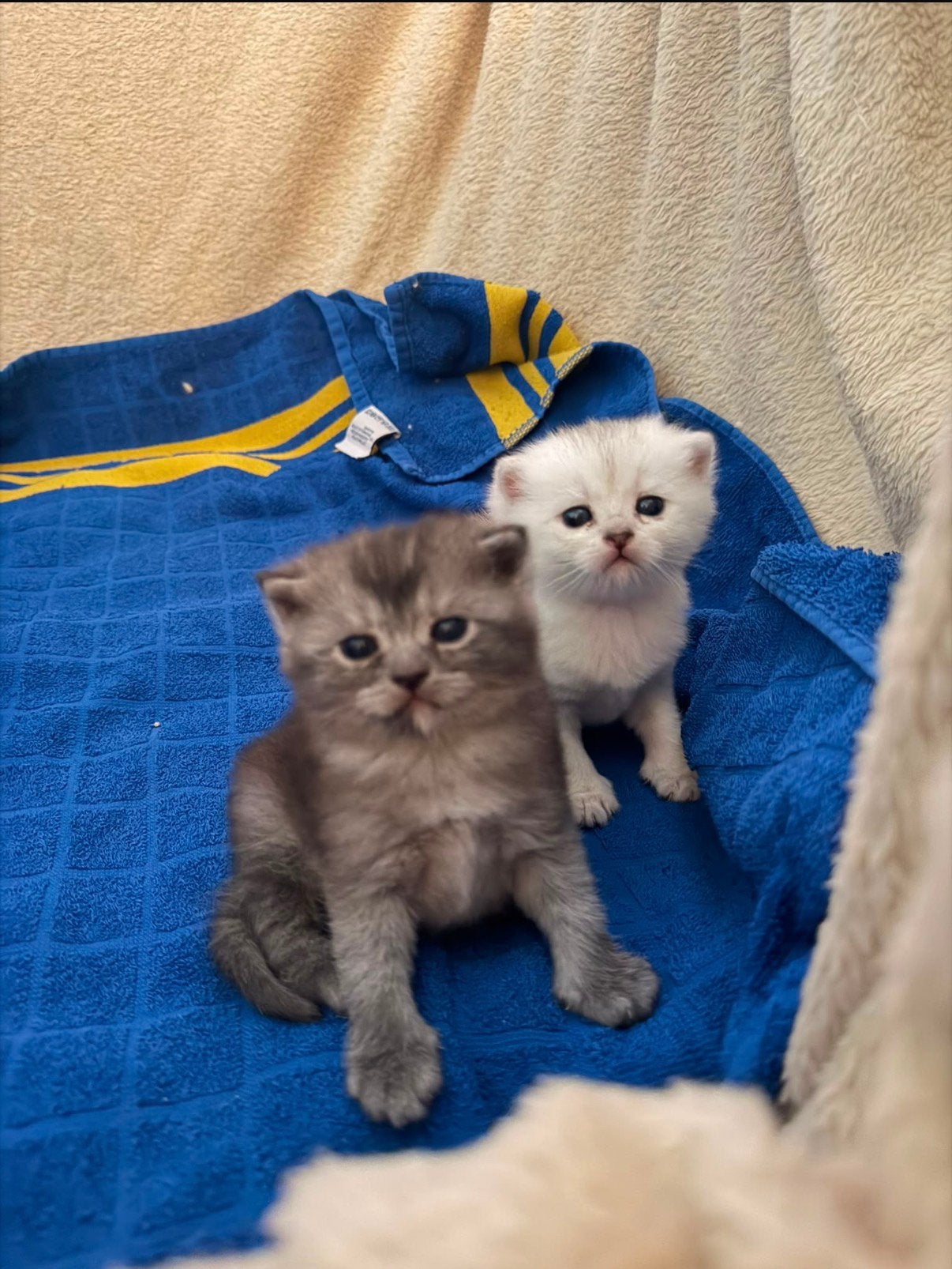 Britse korthaar, Dieren en Toebehoren, Kater