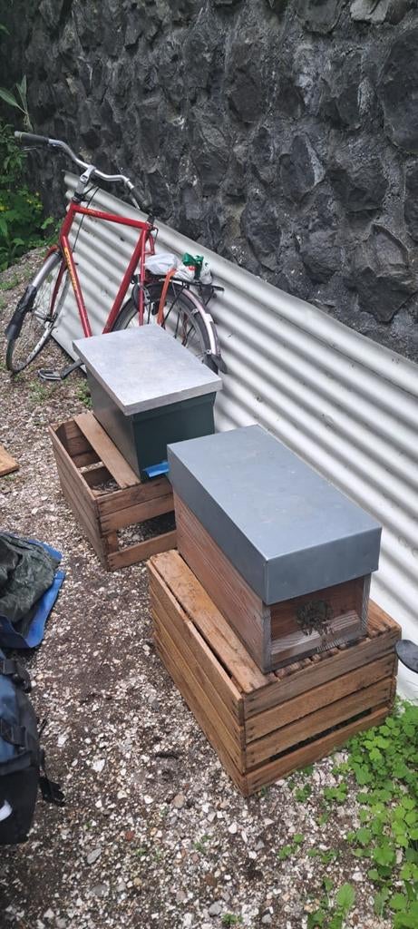 Bijenvolk 6 raam, Dieren en Toebehoren, Bijen