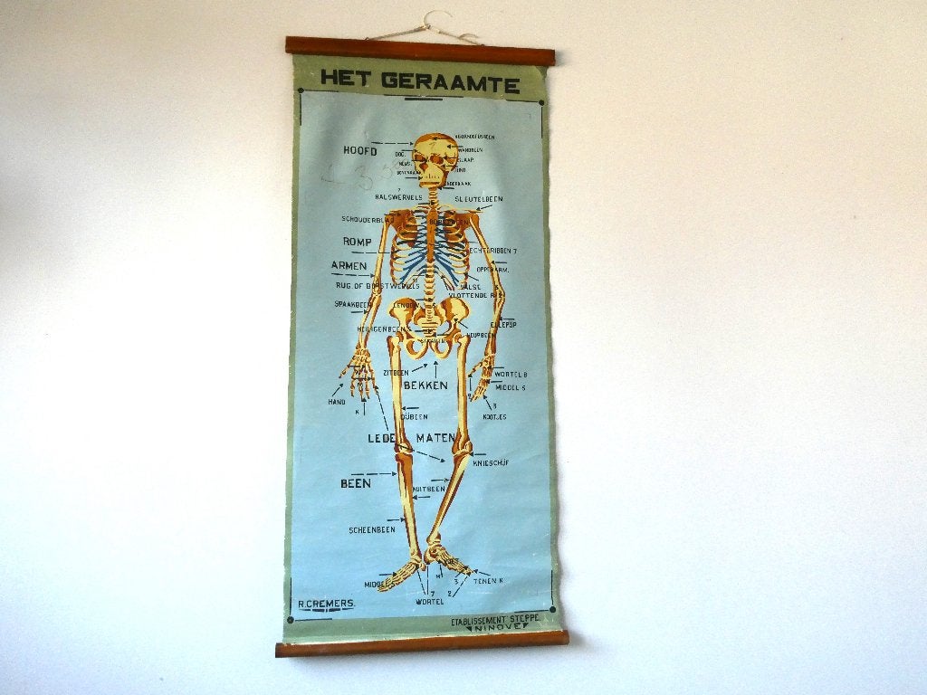 Vintage Anatomische Schoolplaat  Het Geraamte Steppe Cremers, Ophalen of Verzenden, Natuur en Biologie