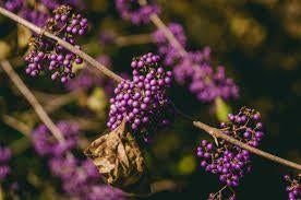 8 Callicarpa Prachtige Paarse Bessen €80,-, Ophalen of Verzenden, Overige soorten, Struik, Minder dan 100 cm