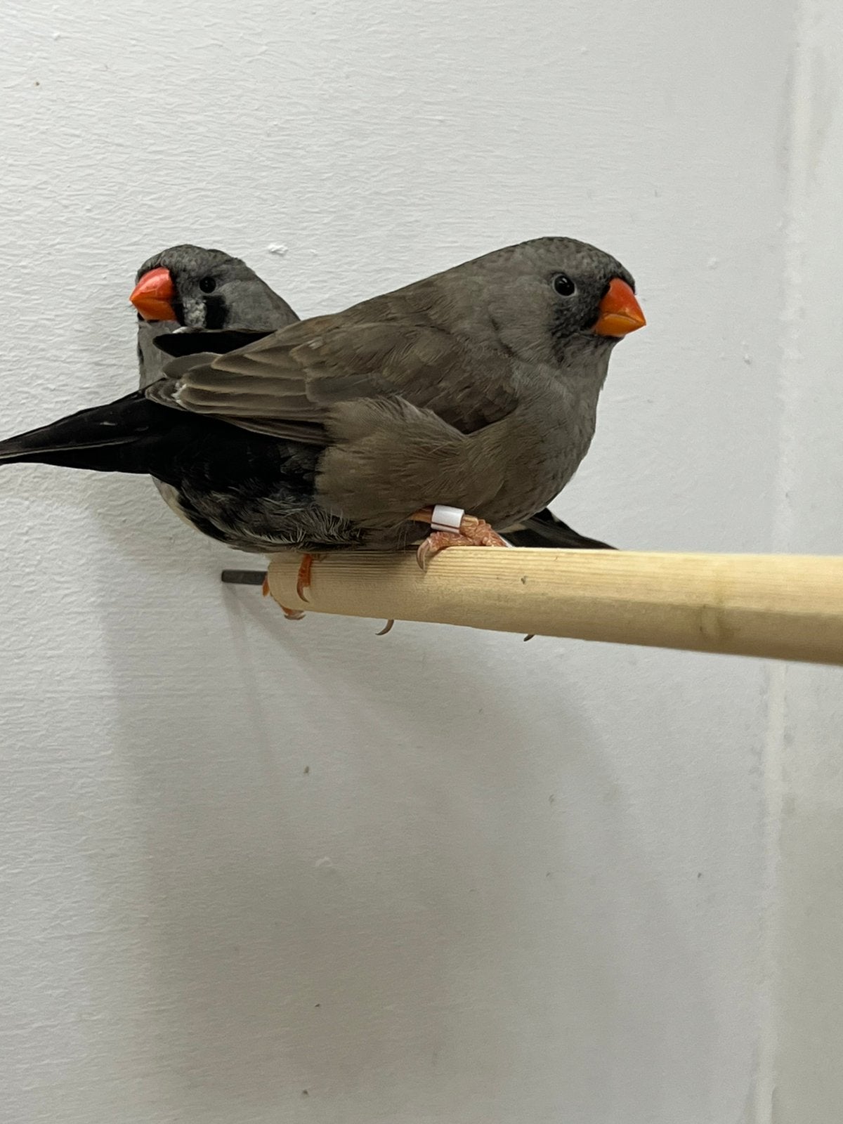 Carchoal zebravinken, Vrouwelijk, Tropenvogel, Geringd
