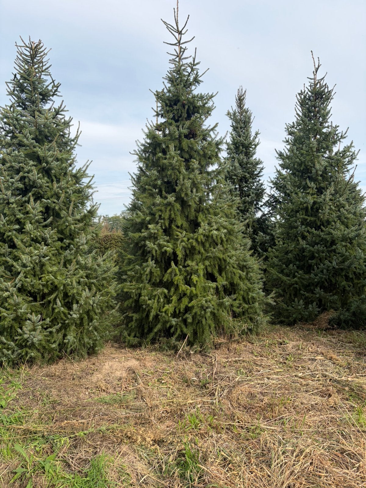 grote omorika kerstbomen kerstboom, Tuin en Terras, Ophalen, Zomer, Volle zon, Overige soorten
