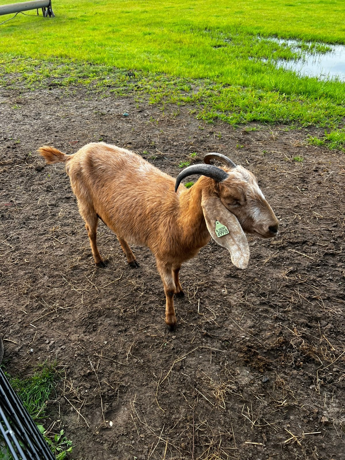 Te koop nybische geit te koop, Vrouwelijk, Geit