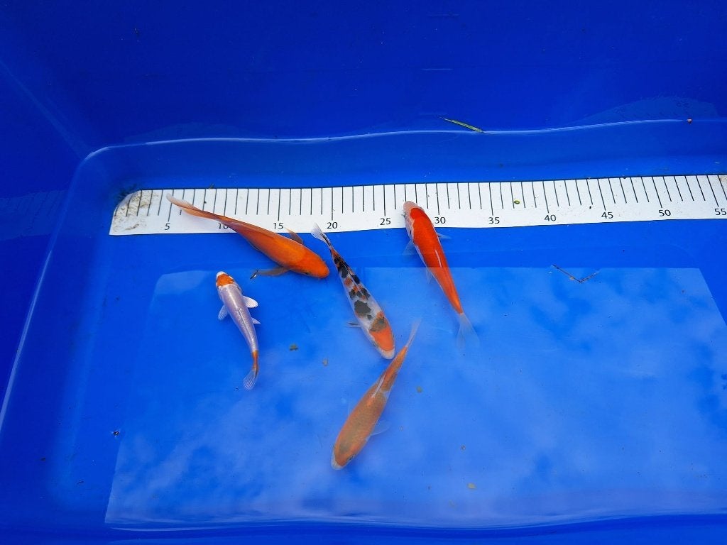 HERFSTAANBIEDING, UITVERKOOP KOI, 5 VOOR 4 € 18 PS, Dieren en Toebehoren, Karper of Koi