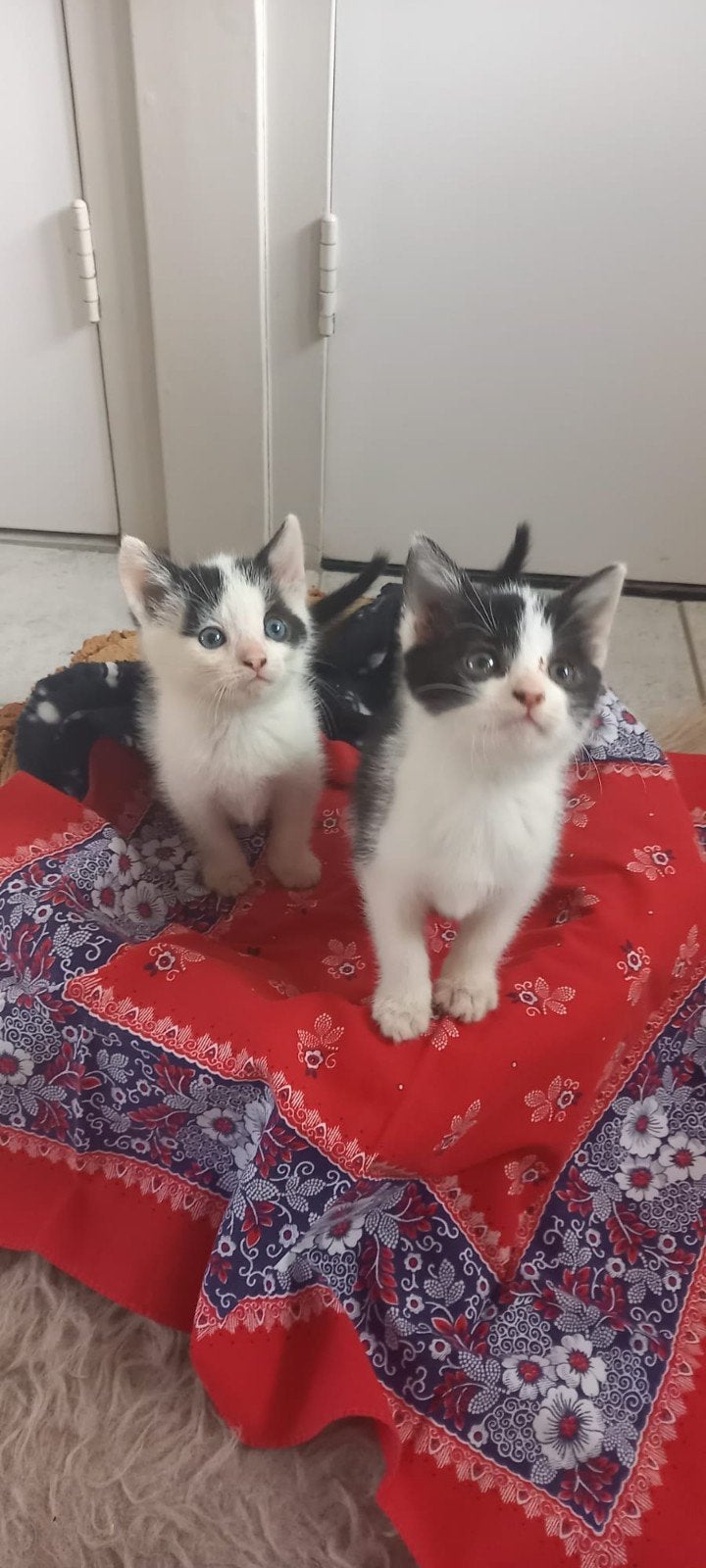 boerderij kittens, Meerdere dieren, Kortharig, 0 tot 2 jaar