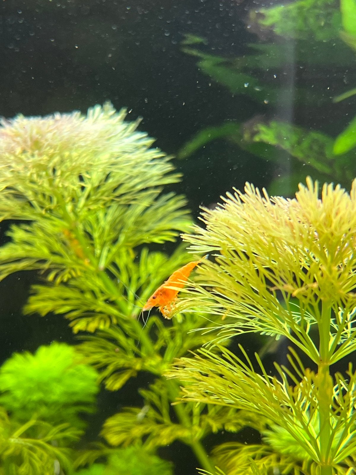 Mooie oranje garnalen, Dieren en Toebehoren, Vissen | Aquariumvissen, Kreeft, Krab of Garnaal, Zoetwatervis, Schoolvis