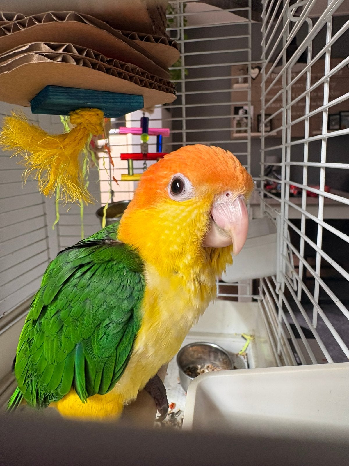 Lieve jonge Roestkop Caique man, Dieren en Toebehoren, Mannelijk, Papegaai, Geringd