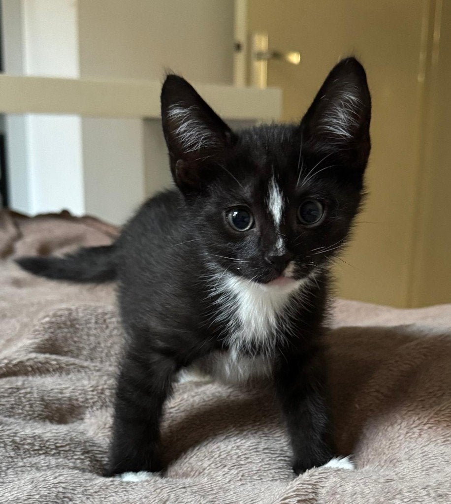 Drie crazy kittens | super lief en speels, Meerdere dieren, Kortharig, 0 tot 2 jaar