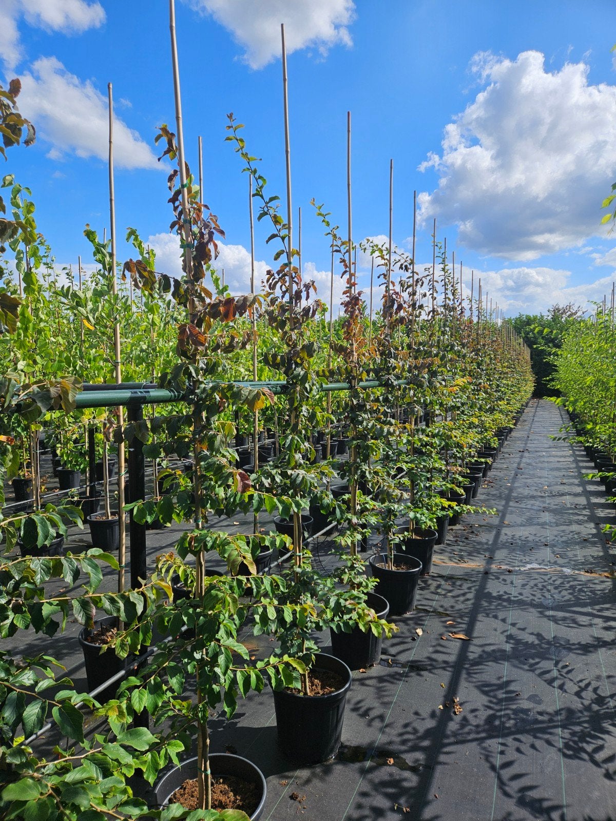 parrotia persica 'vanessa' te koop!, Tuin en Terras, Planten | Bomen, Ophalen, Halfschaduw, Overige soorten