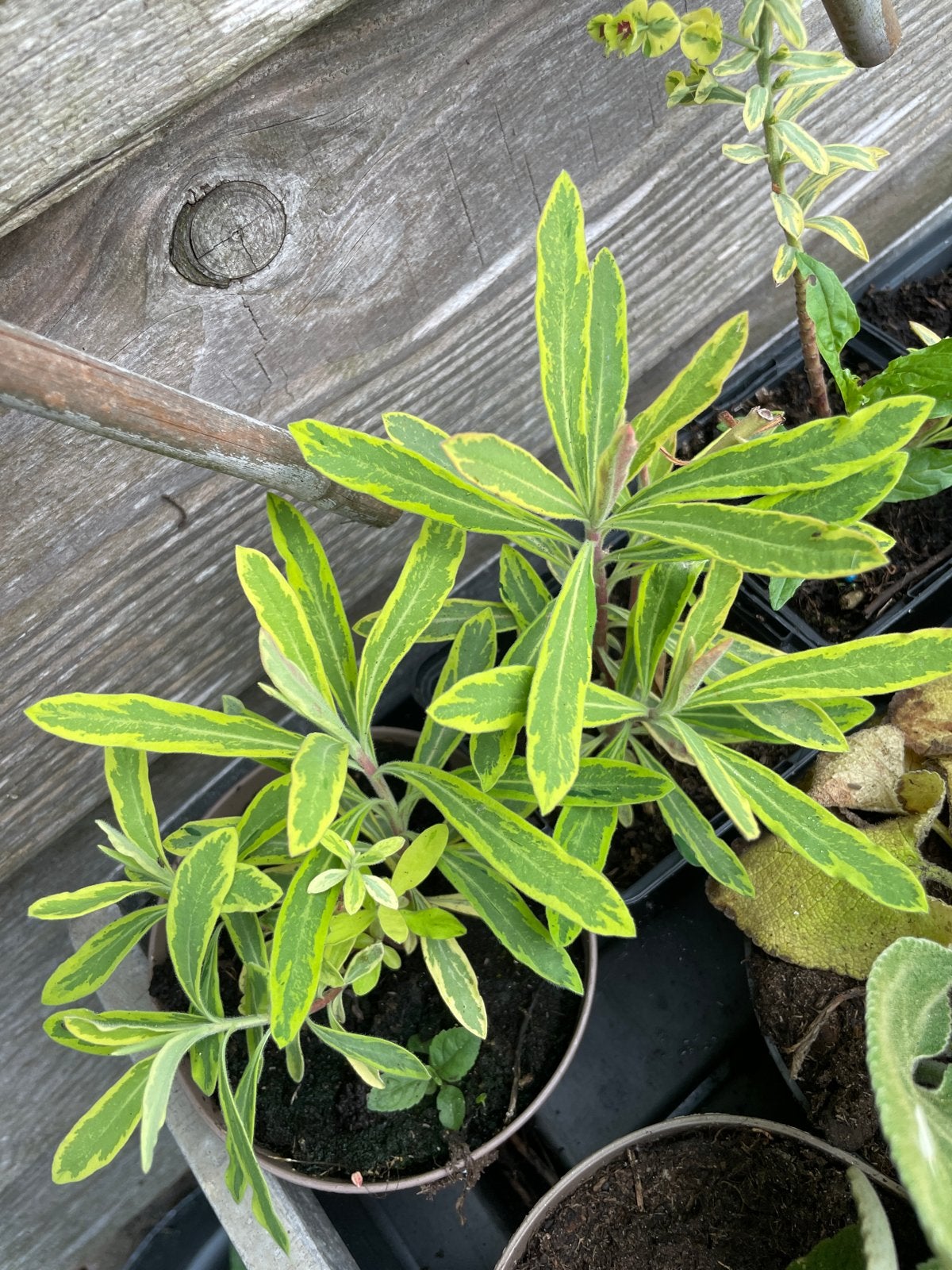 Euphorbia - Wolfsmelk met opvallend blad, Tuin en Terras, Planten | Tuinplanten, Volle zon, Vaste plant, Lente, Ophalen