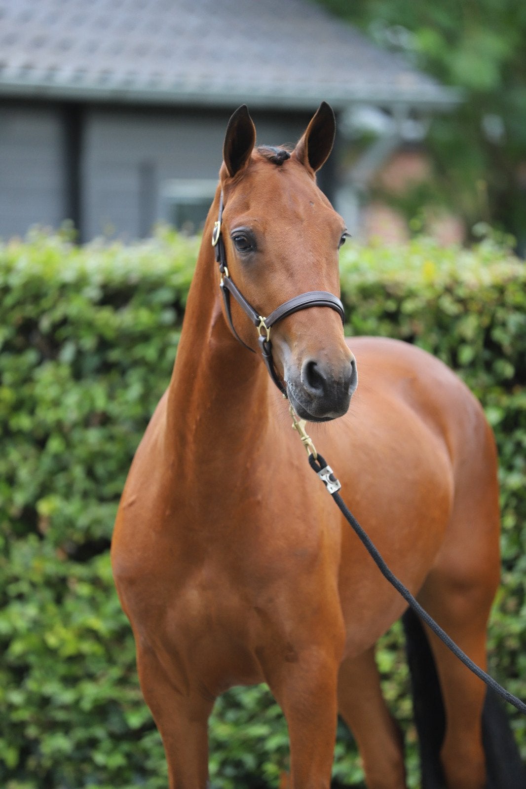 Connemara ruin met type, beweging en een super karakter, Dieren en Toebehoren, E pony (1.48m - 1.57m), Met stamboom, Ruin, Springpony