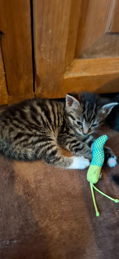 Hele lieve kittens te koop, Dieren en Toebehoren, Katten en Kittens | Overige Katten, Meerdere dieren, Kortharig, 0 tot 2 jaar