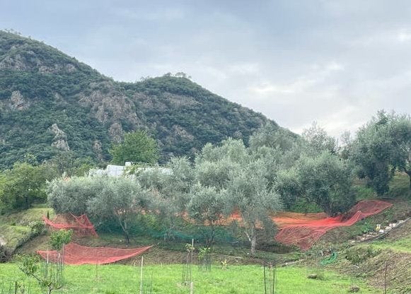 Olijfolie uit Ligurie, Ophalen