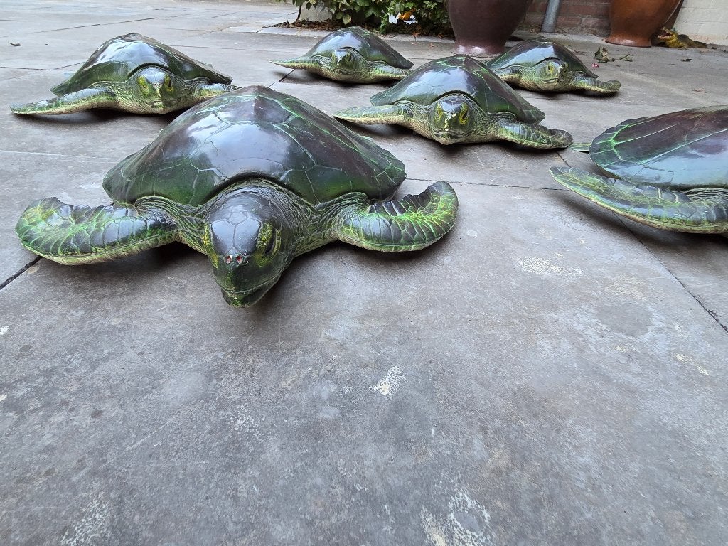 Te koop   Mooie  Zee schildpadden, Dieren en Toebehoren, Schildpad, 0 tot 2 jaar