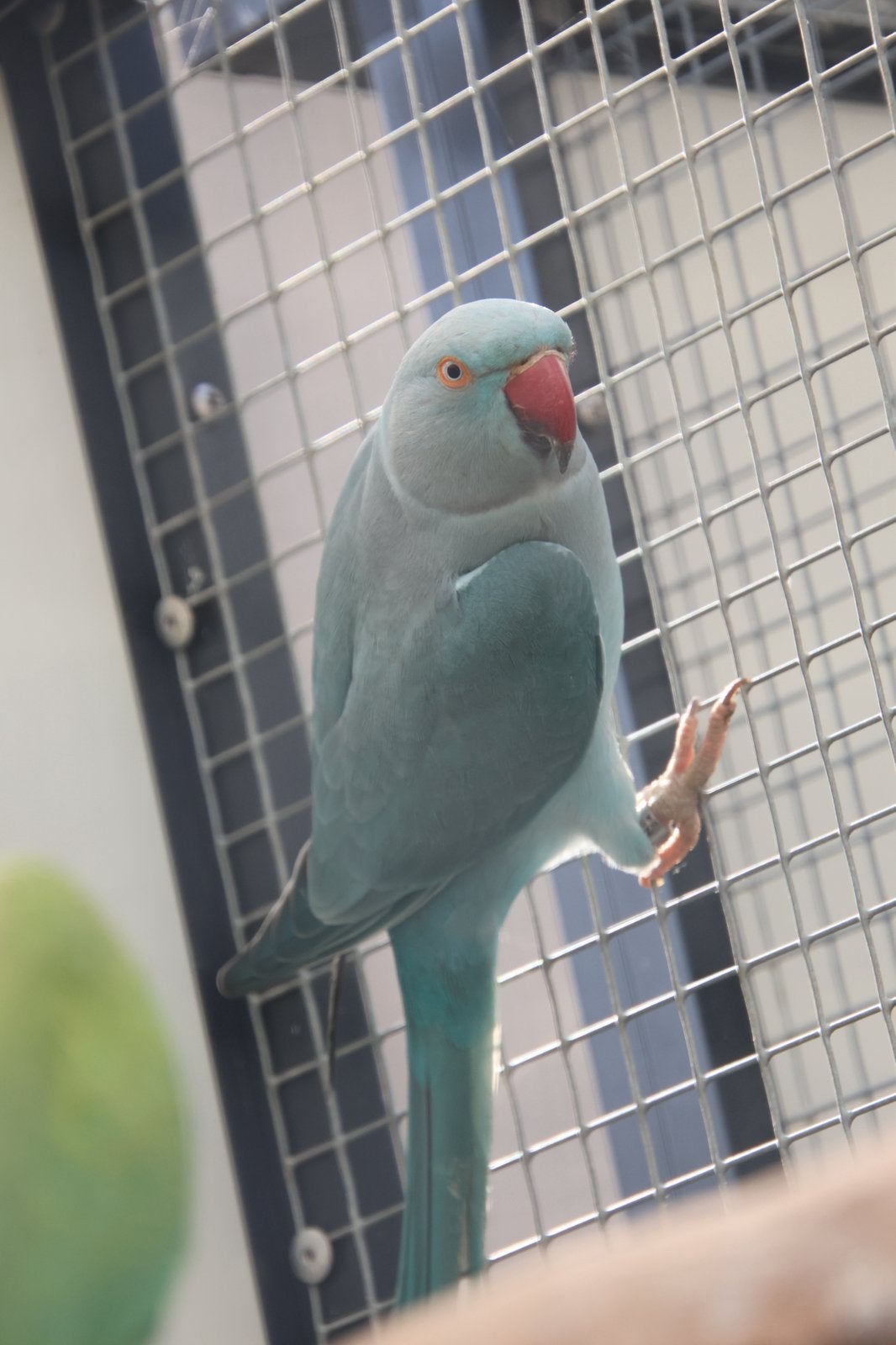 Halsbandparkieten koppels incl voliere, Dieren en Toebehoren, Meerdere dieren, Parkiet