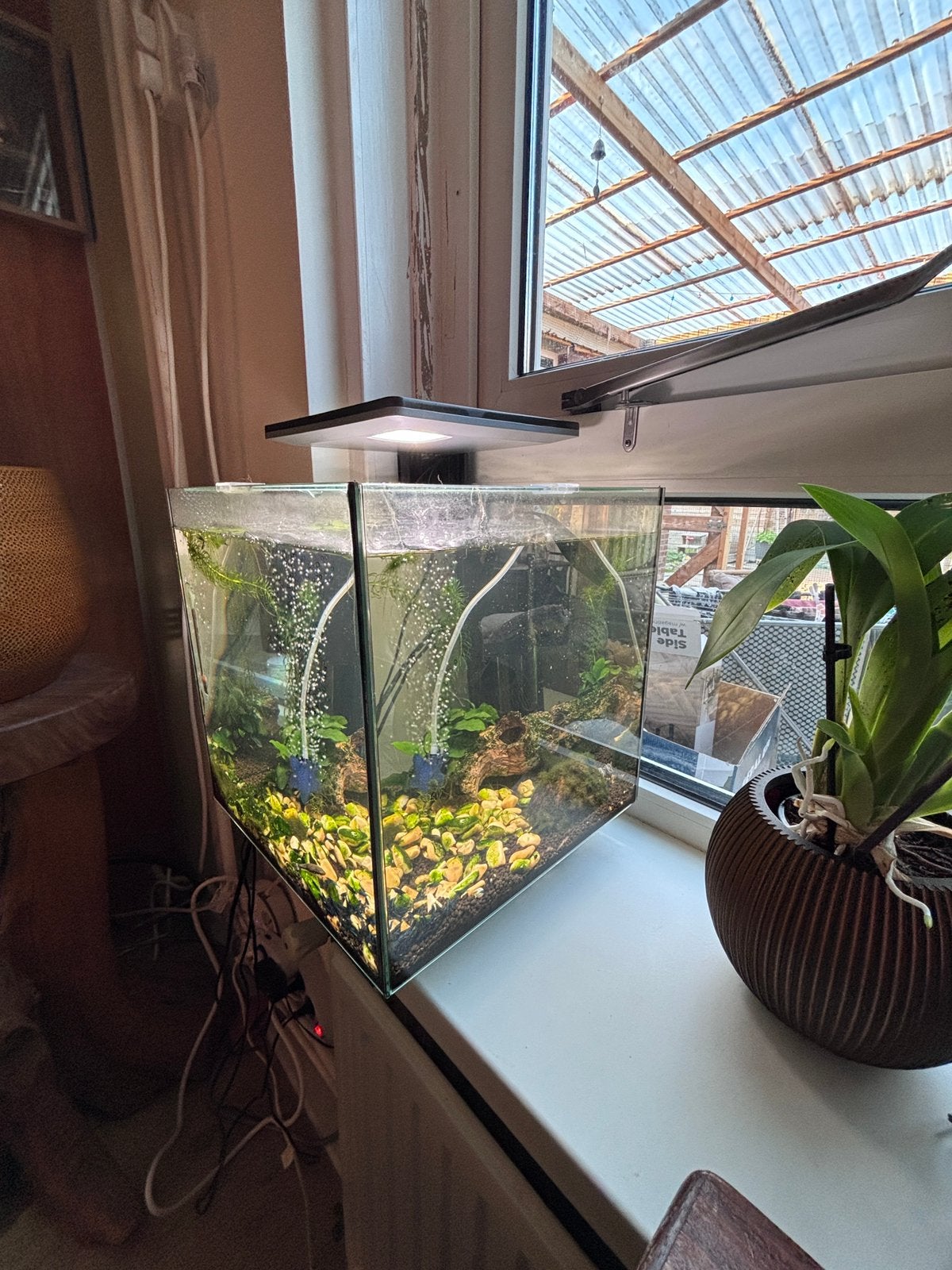 Aquarium 30liter met neocaridina (garnalen)  donkerblauw, Ophalen, Superfish, Verwarming, Gevuld zoetwateraquarium