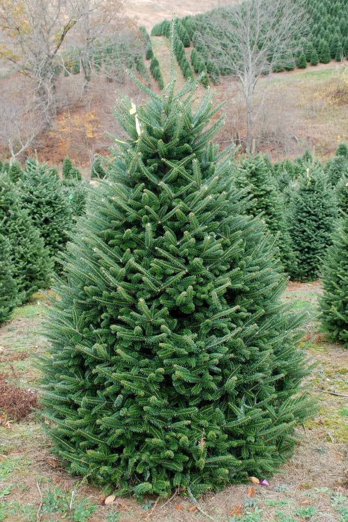 Abies fraseri, Fraser Spar, kerstbomen, sparren, Ophalen of Verzenden, Overige soorten, Struik, Minder dan 100 cm