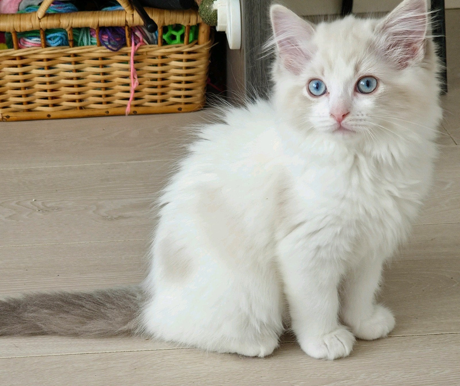 prachtige Ragdoll katertjes (mogen verhuizen), Kater, Gechipt, 0 tot 2 jaar