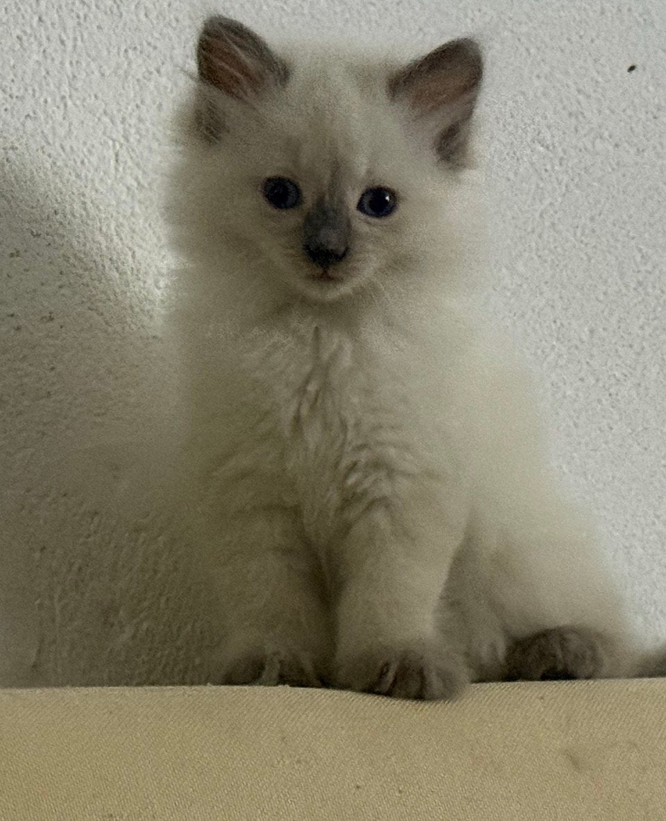 Hele lieve en mooie ragdolls kittens te koop, Meerdere dieren, Ontwormd