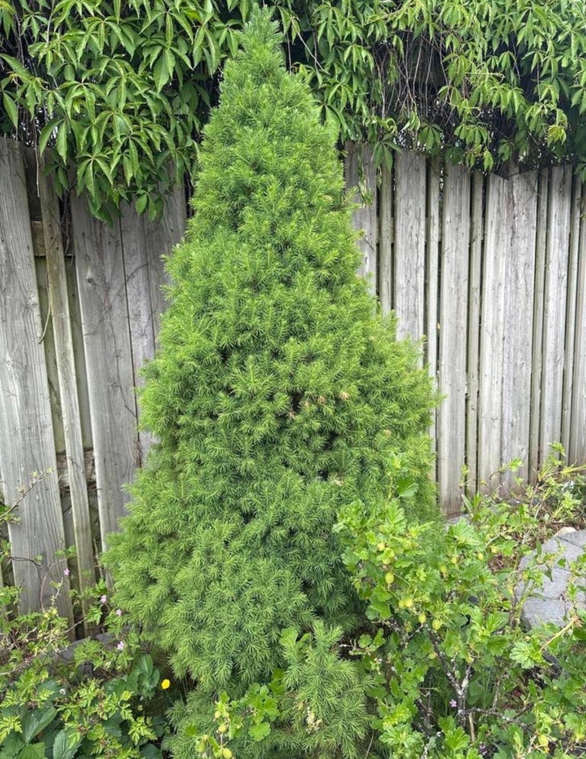 Coniferen kerstboom GRATIS, Tuin en Terras, Planten | Tuinplanten, Volle zon, Vaste plant, Bloeit niet, Ophalen