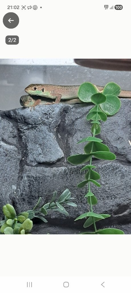 Smarachthagedis lacerta bilineata, Dieren en Toebehoren, Met terrarium, 0 tot 2 jaar