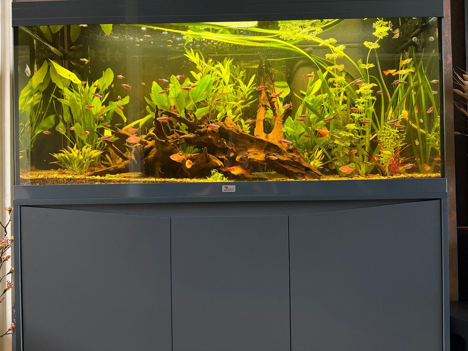 Aqualantis Volga 240 grijs, Ophalen, Zo goed als nieuw, Gevuld zoetwateraquarium