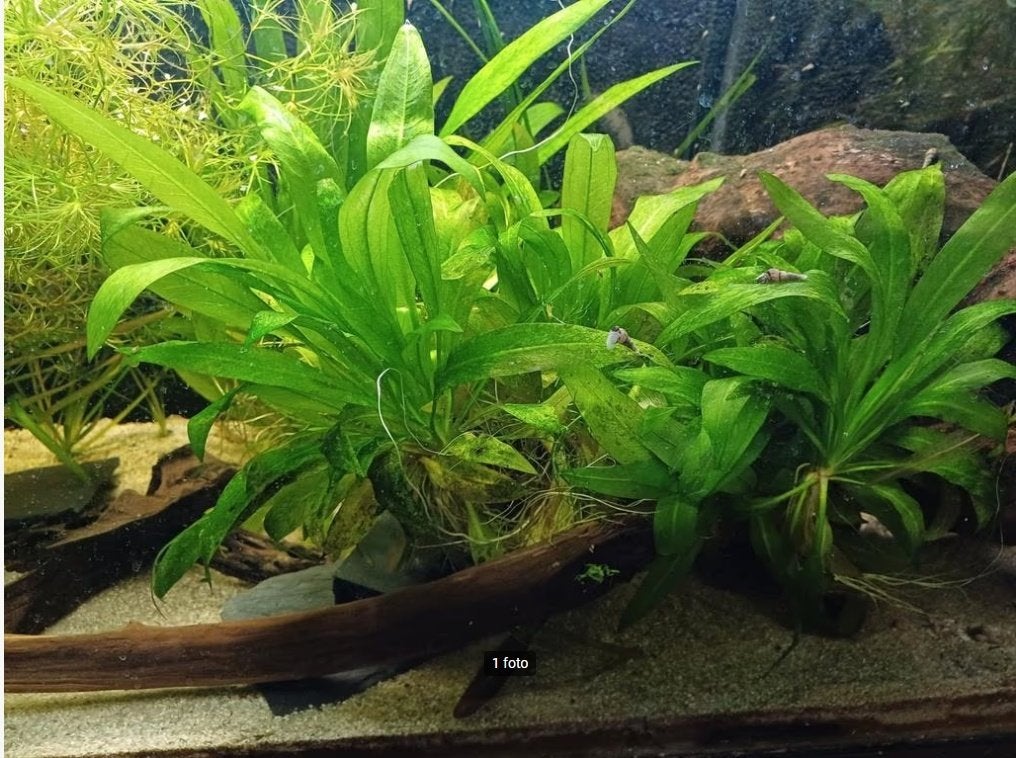 Echinodorus Bleheri Aquariumplant - Zwaardplant, Ophalen of Verzenden, Plant(en), Steen of Hout
