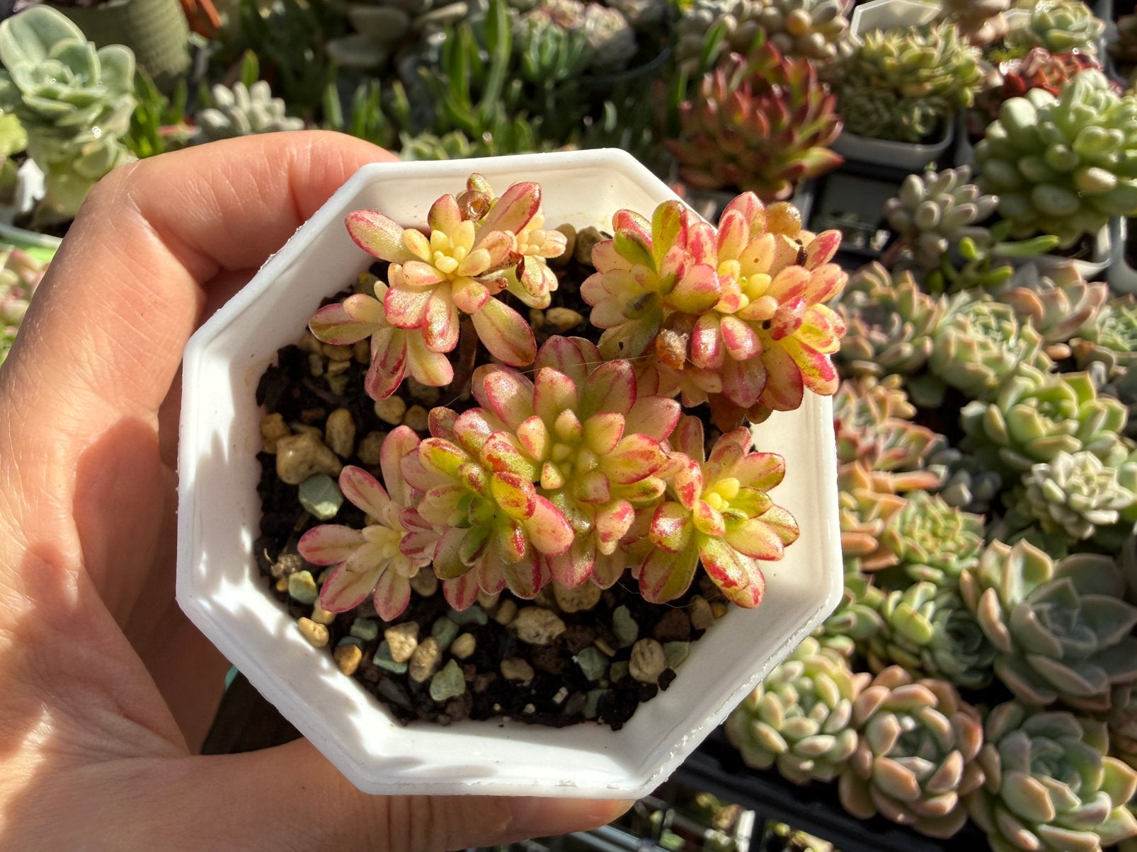 Aeonium x loartei Tavormin variegata/pot 7cm/vetplant, Huis en Inrichting, Ophalen of Verzenden, Halfschaduw, Minder dan 100 cm
