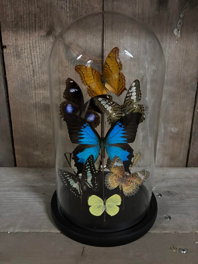 Mooie stolp met opgezette vlinders (o.a. Papilio Ulysses), Ophalen of Verzenden, Zo goed als nieuw, Insect, Opgezet dier