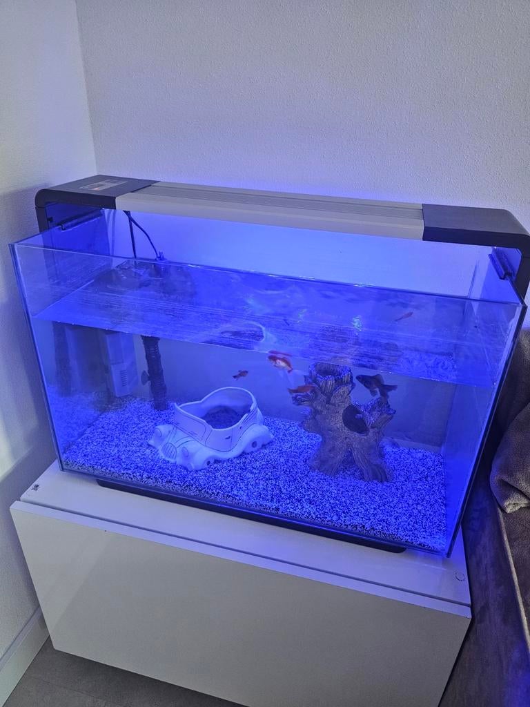 Aquarium compleet met vis