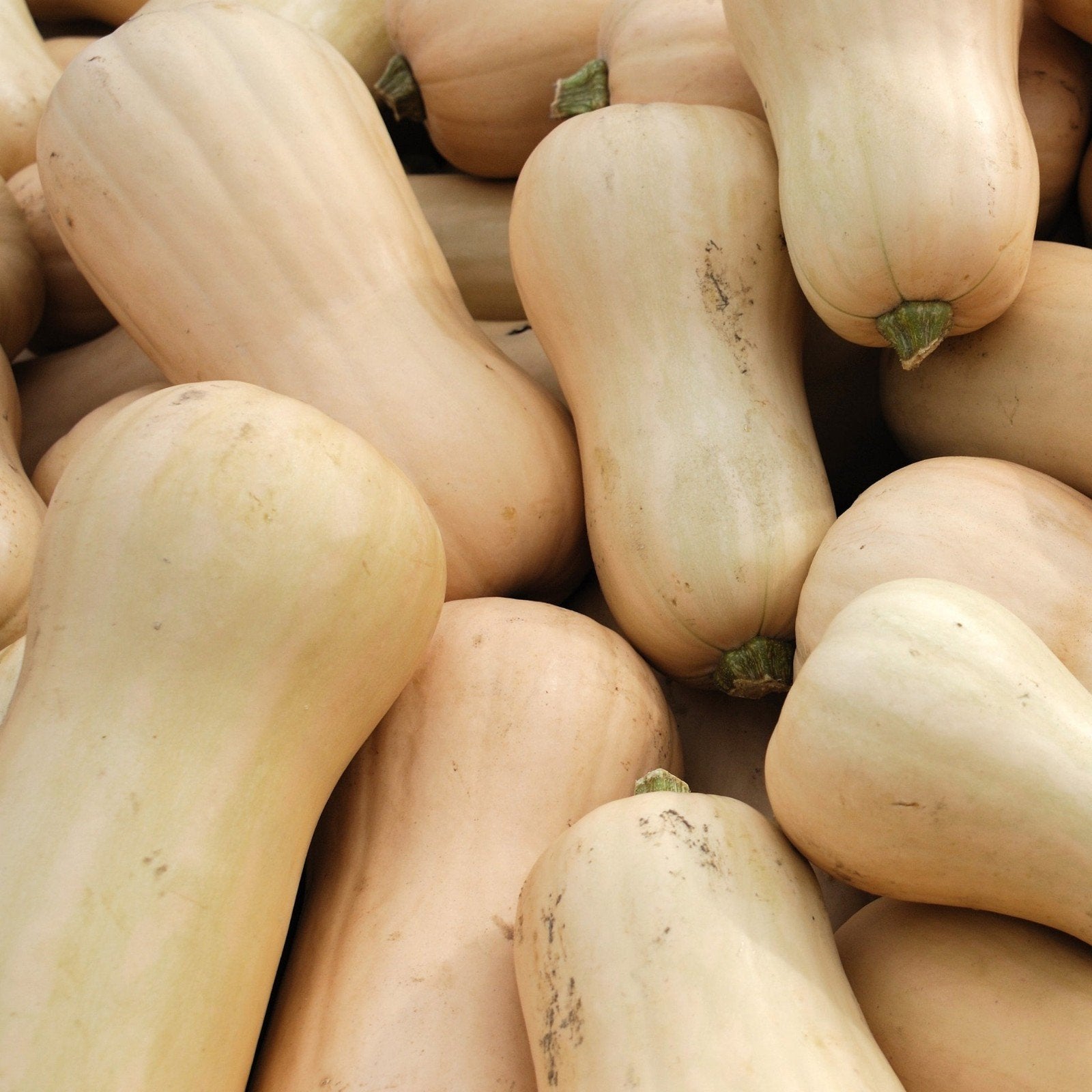 Opkoper gezocht voor grote flespompoenen, Diversen, Levensmiddelen, Ophalen