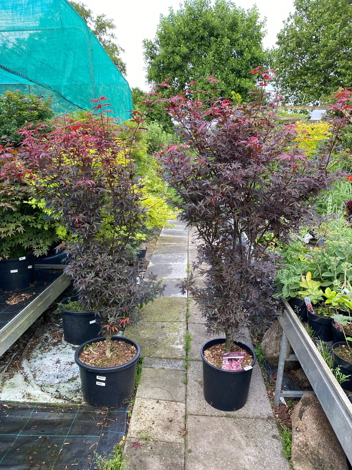 Japanse Esdoorn 'Skeeters Broom' - Rode Zuilboom, Tuin en Terras, Planten | Bomen, Bloeit niet, 100 tot 250 cm, Zuilboom, Ophalen