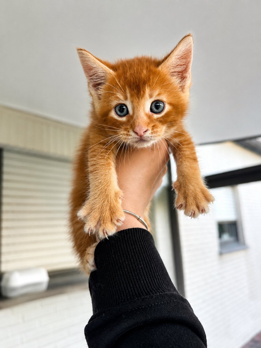 Te koop Abessijn kitten🤎, Dieren en Toebehoren, Meerdere dieren, Ontwormd