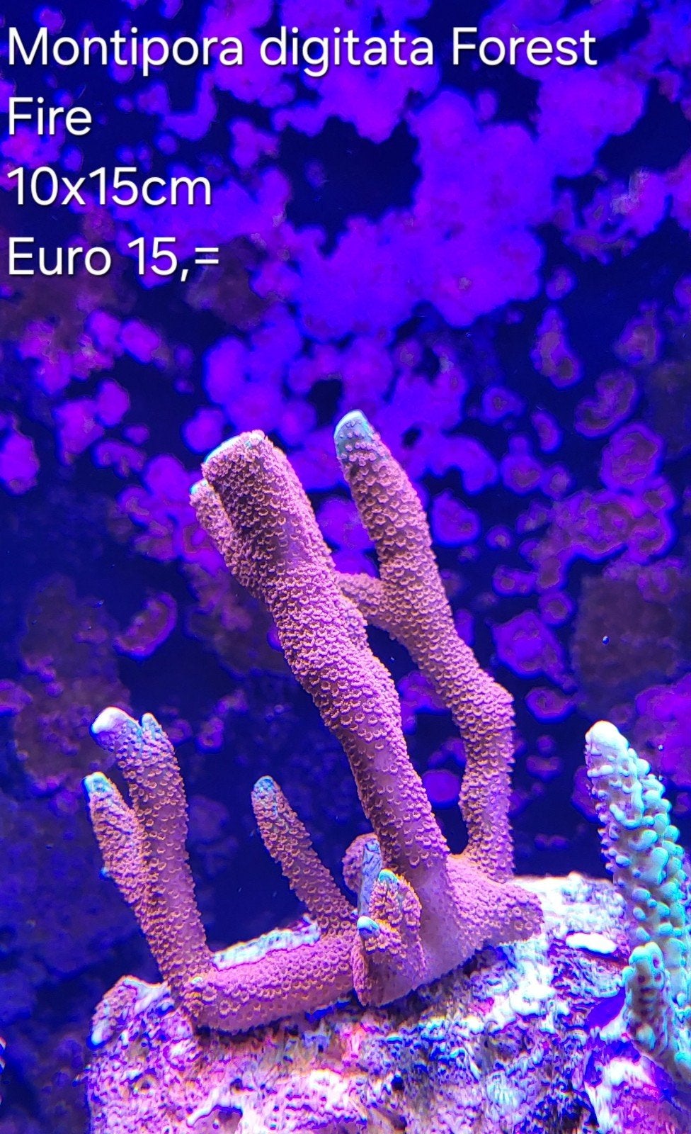 Montipora digitata Forest Fire, Overige typen