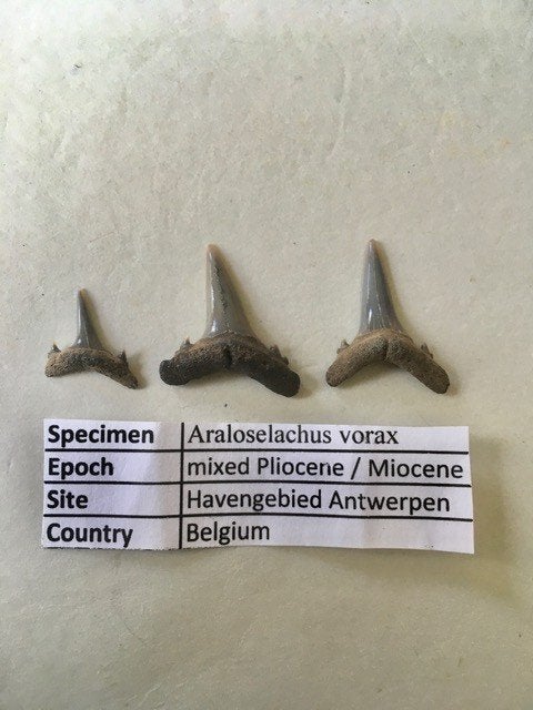 Fossiele haaientanden set Havengebied Antwerpen, Verzamelen, Ophalen of Verzenden, Fossiel
