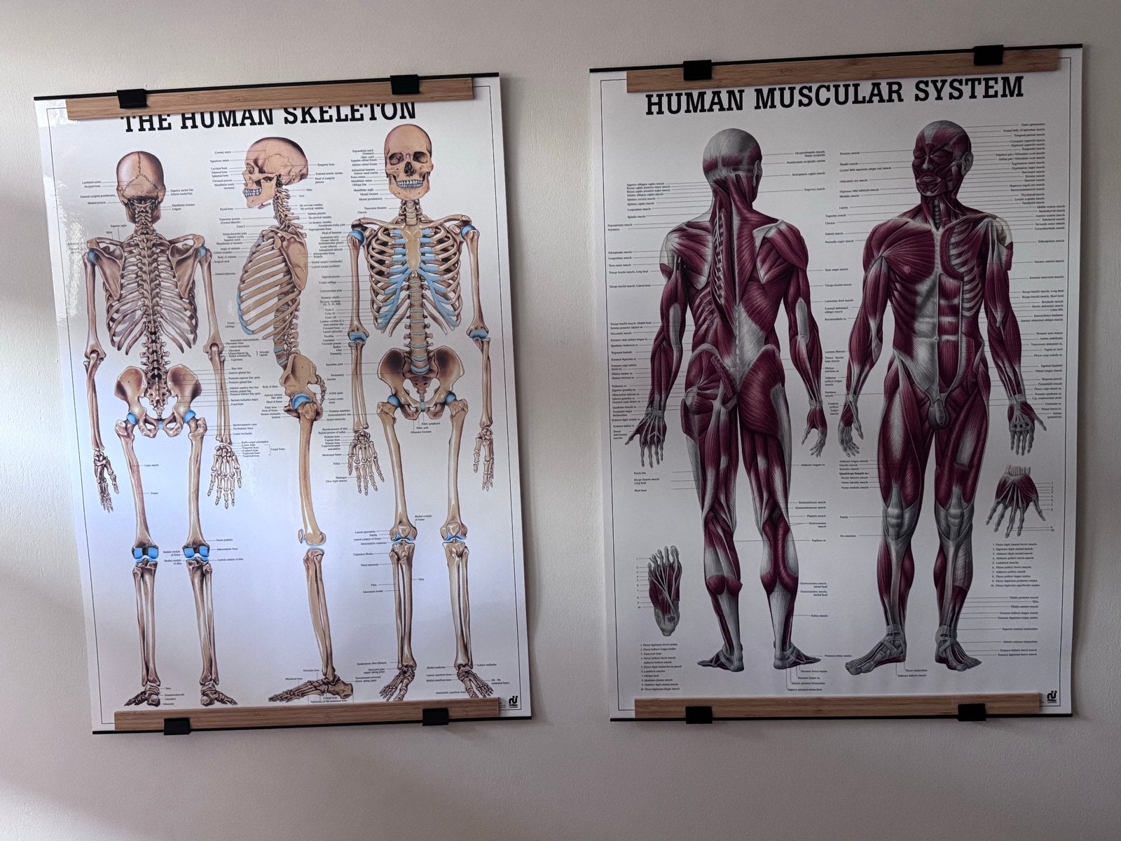 Anatomische posters van Ruediger. skelet en spierstelsel, Ophalen of Verzenden, Zo goed als nieuw, Natuurwetenschap