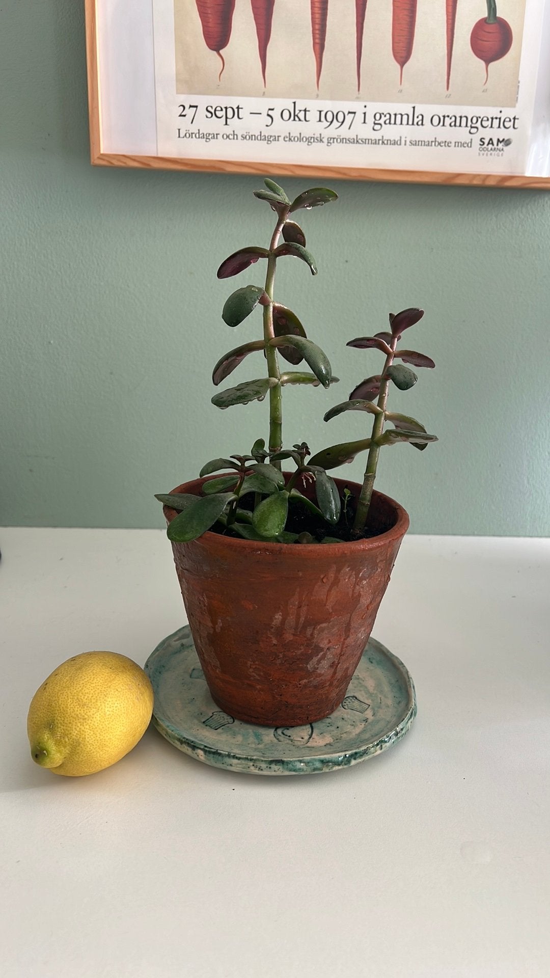 Jade plants without pot, Ophalen, Zo goed als nieuw