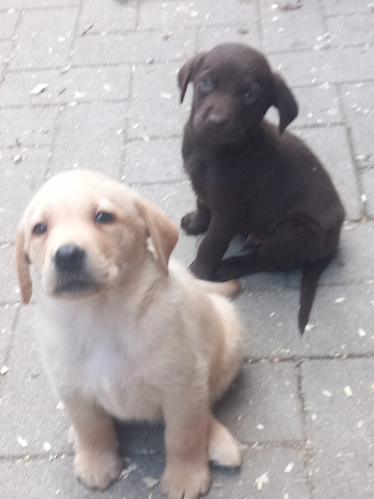 Labrador retriever GROOT SOORT LABRADOR, Dieren en Toebehoren, Parvo, 8 tot 15 weken, Labrador retriever, Meerdere