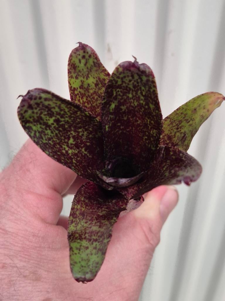 Neoregelia Atlantis, Huis en Inrichting, Kamerplanten, Ophalen of Verzenden, Halfschaduw, Minder dan 100 cm