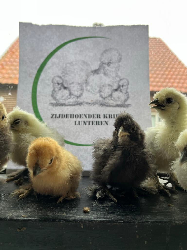 Té schattig! Prachtige gesexte zijdehoender kriel kuikens️!, Dieren en Toebehoren, Pluimvee, Vrouwelijk, Kip