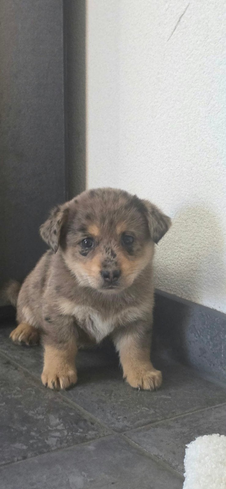 pups, Parvo, 8 tot 15 weken, Meerdere, Meerdere dieren
