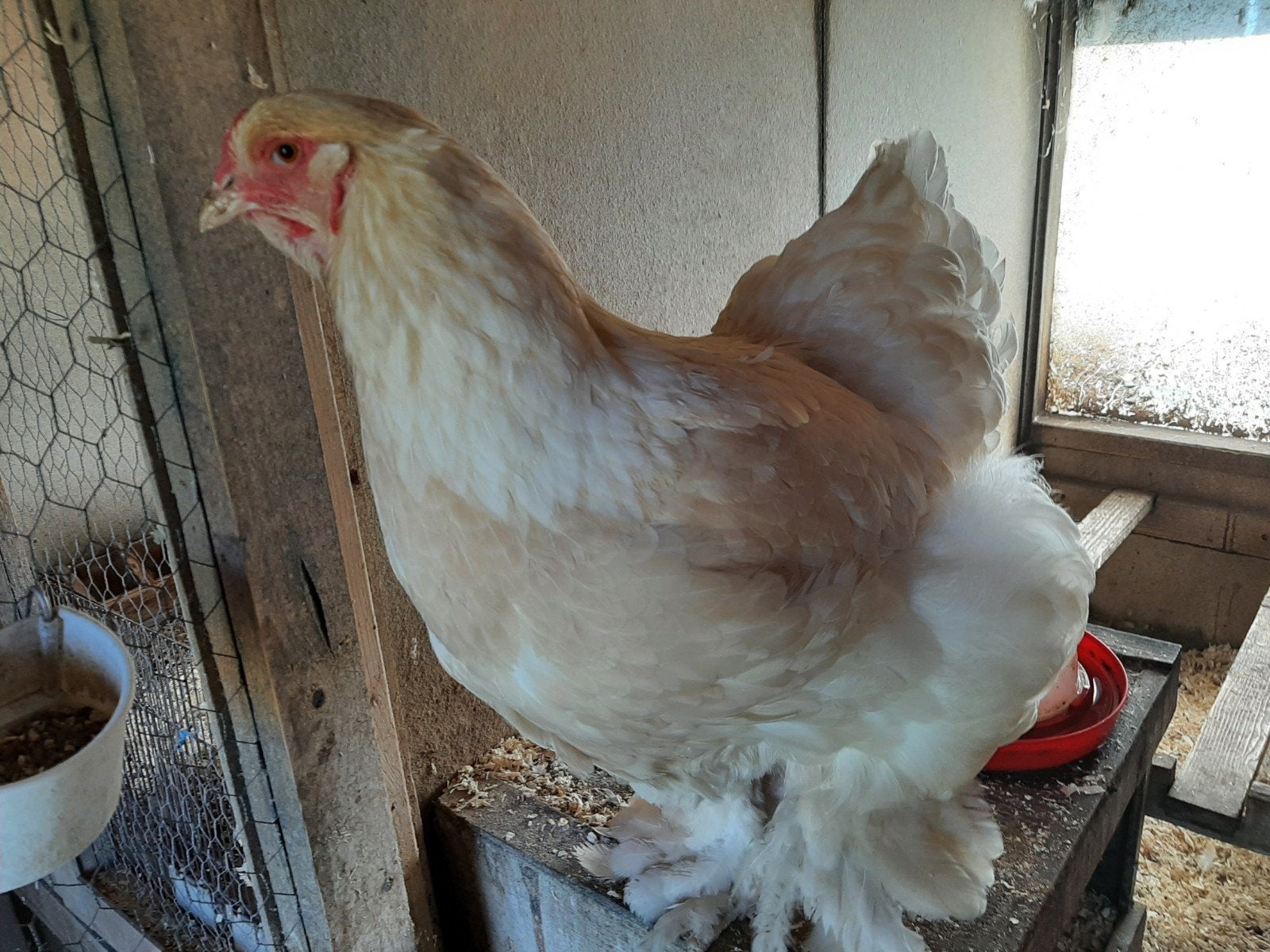 broedeieren brahma lemon pyle, Dieren en Toebehoren, Geslacht onbekend, Kip