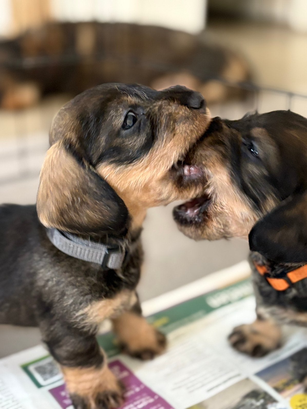 Teckel pups nog 2 wildkleur reutjes beschikbaar., Dieren en Toebehoren, Honden | Teckels en Dashonden, Rabiës (hondsdolheid), 8 tot 15 weken